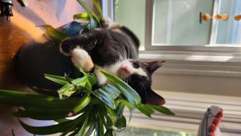 Whispurr -  Domestic Short Hair Cat for Adoption in Burlington, Vermont - Whispurr | PetCurious
