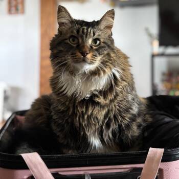 Domestic Short Hair Cats Available for Adoption in Rochester, Minnesota - Frank | PetCurious