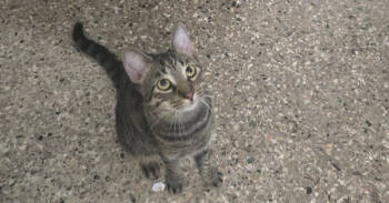 Rescue Domestic Short Hair Cats for Adoption in Naranjito, Naranjito - Tiger | PetCurious