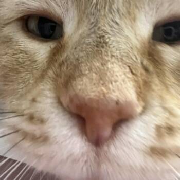 Domestic Short Hair Cats Available for Adoption in Chaska, Minnesota - Spike | PetCurious