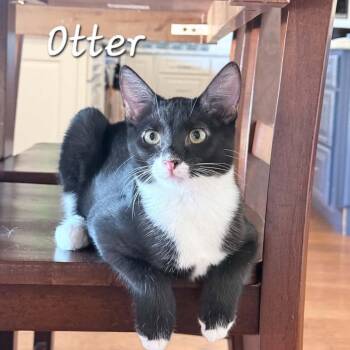 Otter -  Domestic Short Hair Cat for Adoption in Phoenix, Arizona - Otter | PetCurious