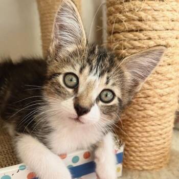 Rescue American Wirehair Cats for Adoption in Los Angeles, California - Kenshin/(Arata) (MT) | PetCurious