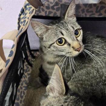 61286104 -  Domestic Short Hair Cat for Adoption in El Paso, Texas - 61286104 | PetCurious
