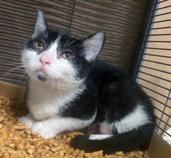 Rosy -  Domestic Short Hair Cat for Adoption in Lake Monroe, Florida - Rosy | PetCurious