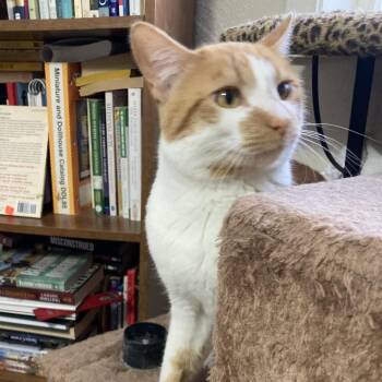 Carnelian -  Domestic Short Hair Cat for Adoption in Bismarck, North Dakota - Carnelian | PetCurious