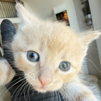 Turmeric (in Stevensville, MD) -  Domestic Short Hair Cat Available for Adoption - Turmeric (in Stevensville, MD) | PetCurious