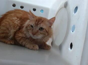 Domestic Medium Hair Cats Available for Adoption in Albuquerque, New Mexico - GOLD | PetCurious