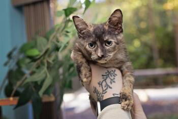 Rescue Domestic Short Hair Cats for Adoption in Belleville, Illinois - FETA | PetCurious