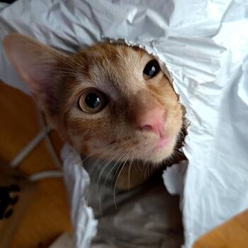 Rescue Tabby Cats for Adoption in Los Angeles, California - Enzo | PetCurious