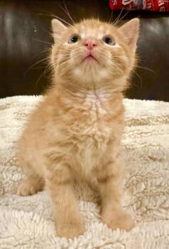 Domestic Short Hair Cats Available for Adoption in Shawnee, Oklahoma - Morris | PetCurious