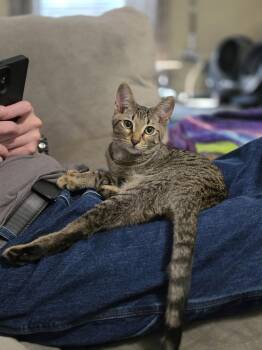 Lil Duder -  Tiger and Tabby Cat for Adoption in Auburn, Georgia - Lil Duder | PetCurious