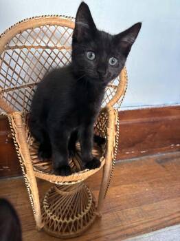 Flo -  Domestic Short Hair Cat for Adoption in Buffalo, New York - Flo | PetCurious