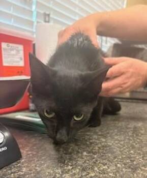 Domestic Short Hair Cats Available for Adoption in Fort Myers, Florida - LINDSAY | PetCurious