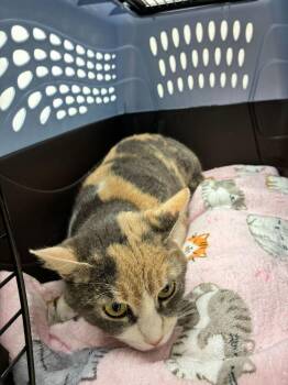 Domestic Short Hair Cats Available for Adoption in Marietta, Georgia - Patty | PetCurious