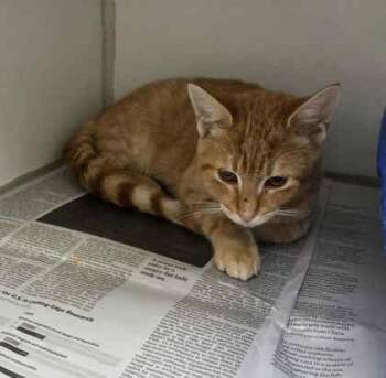 Rescue Domestic Short Hair Cats for Adoption in Atlanta, Georgia - Miso | PetCurious