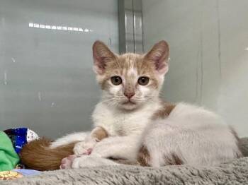 Crab Apple -  Domestic Short Hair Cat for Adoption in Raleigh, North Carolina - Crab Apple | PetCurious