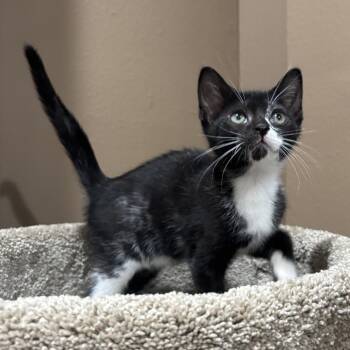 Tonka -  Domestic Short Hair Cat Available for Adoption in NEW PT RICHEY, Florida - Tonka | PetCurious