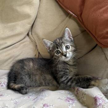 Domestic Short Hair Cats Available for Adoption in Williston, Florida - Catkin | PetCurious