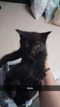 Bubble -  Domestic Short Hair Cat for Adoption in Burnsville, North Carolina - Bubble | PetCurious