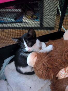 Frida Kahlo -  Domestic Short Hair Cat for Adoption in Dallas, Texas - Frida Kahlo | PetCurious