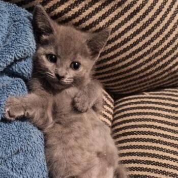 Autumn -  Domestic Short Hair Cat Available for Adoption in Janesville, Wisconsin - Autumn | PetCurious