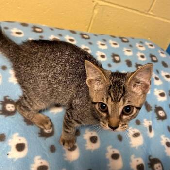 Debbie -  Domestic Short Hair Cat for Adoption in Salem, West Virginia - Debbie | PetCurious
