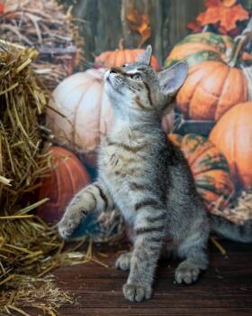 Rescue Domestic Short Hair Cats for Adoption in Lapeer, Michigan - Molly | PetCurious