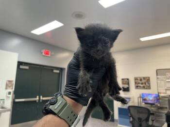 Domestic Short Hair Cats Available for Adoption in Thousand Palms, California - A1913687 | PetCurious