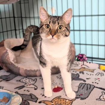 Domestic Short Hair Cats Available for Adoption - Noelle | PetCurious