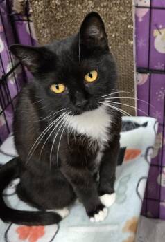 Gertrude -  Domestic Short Hair Cat for Adoption in Mokena, Illinois - Gertrude | PetCurious