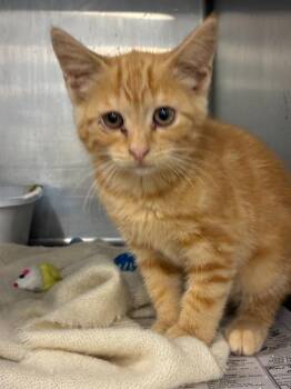 Clementine -  Domestic Short Hair Cat for Adoption in Portland, Indiana - Clementine | PetCurious