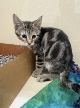 Lika -  Domestic Short Hair Cat for Adoption in Pequot Lakes, Minnesota - Lika | PetCurious