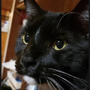 TJ -  Tuxedo Cat for Adoption in Maryville, Tennessee - TJ | PetCurious