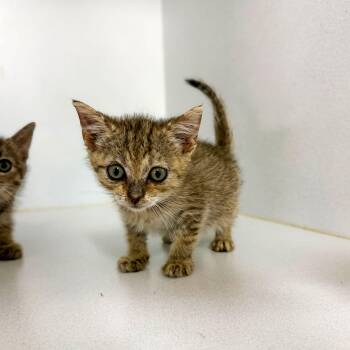 Car Crash -  Tabby Cat for Adoption in Columbia, South Carolina - Car Crash | PetCurious