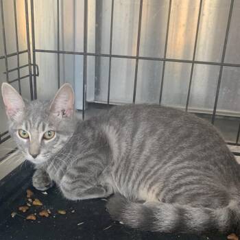 Twix -  Domestic Short Hair Cat for Adoption in Buchanan Dam, Texas - Twix | PetCurious