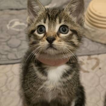 Stanley -  Domestic Short Hair Cat for Adoption in Portland, Oregon - Stanley | PetCurious