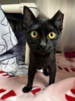 Domestic Short Hair Cats Available for Adoption in Whitby, Ontario - Agatha | PetCurious