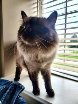 Ragdoll Cats Available for Adoption in Logan, Utah - Goose | PetCurious