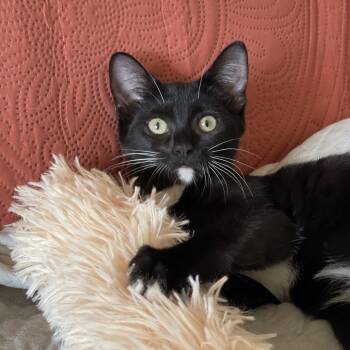 Rescue Domestic Short Hair Cats for Adoption - Rosemary | PetCurious