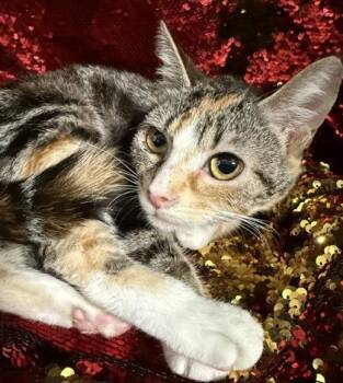 Spinach -  Domestic Short Hair Cat Available for Adoption in Conway, South Carolina - Spinach | PetCurious