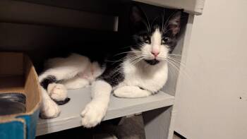 Rescue Domestic Short Hair Cats for Adoption in Schnecksville, Pennsylvania - OLIVE | PetCurious