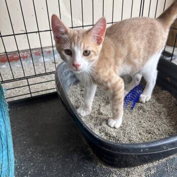 Harry -  Domestic Short Hair Cat for Adoption in League City, Texas - Harry | PetCurious