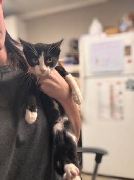 Rescue Domestic Short Hair Cats for Adoption in Hopkinsville, Kentucky - Patrick | PetCurious