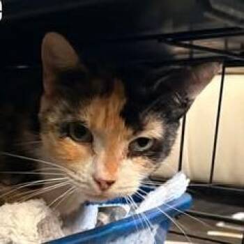 Zora -  Domestic Short Hair Cat for Adoption in Washington, District Of Columbia - Zora | PetCurious