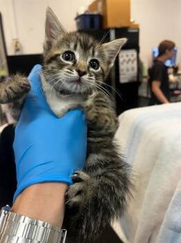 RIZZO -  Domestic Short Hair Cat for Adoption in Thousand Palms, California - RIZZO | PetCurious