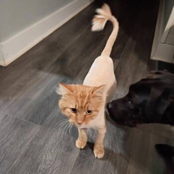 Domestic Long Hair Cats Available for Adoption - Brave Lion | PetCurious