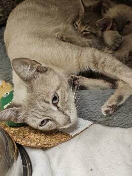Phoebe -  Domestic Short Hair Cat for Adoption in Kennewick, Washington - Phoebe | PetCurious