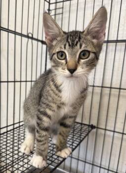 Bruno -  Domestic Short Hair Cat for Adoption in Lemoore, California - Bruno | PetCurious