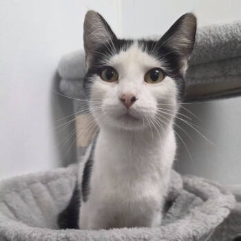 Rescue Domestic Short Hair Cats for Adoption in Yankton, South Dakota - Sally | PetCurious