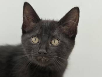 Pond -  Domestic Medium Hair Cat for Adoption in Portland, Oregon - Pond | PetCurious